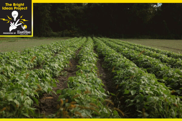 Field of lush plants in rows.