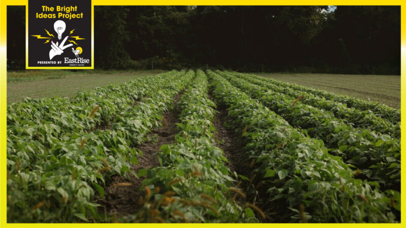 Field of lush plants in rows.